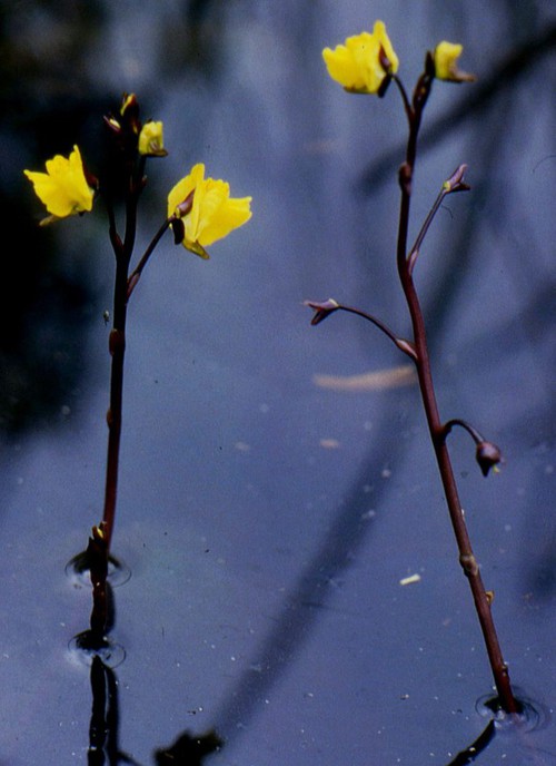 Plante entière