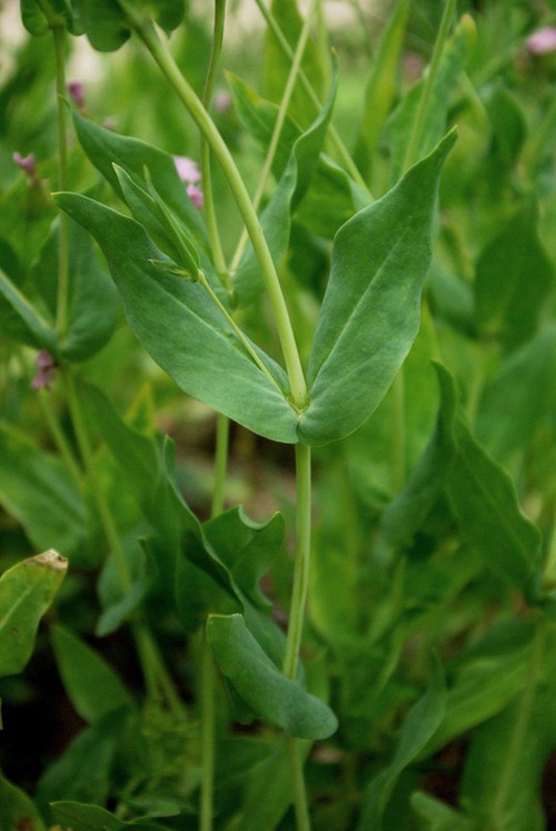 feuille