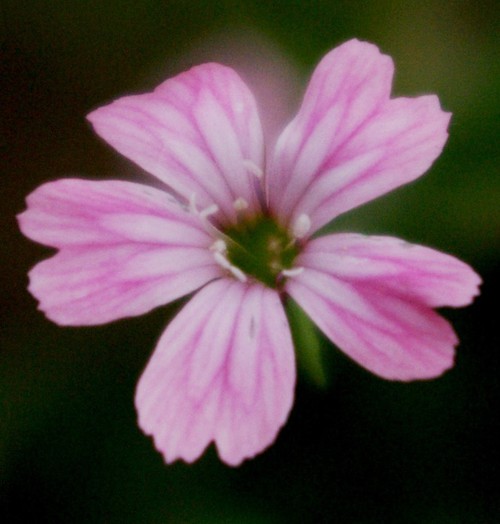 fleur