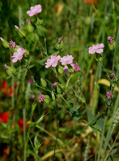 Plante entière