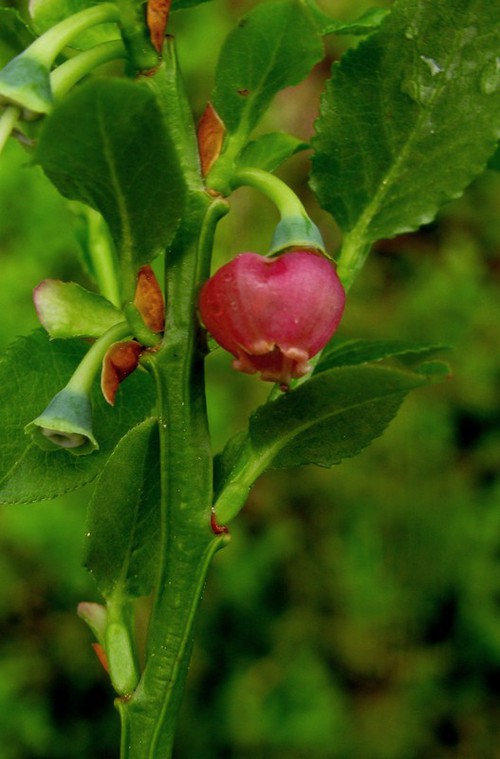 détail fleur