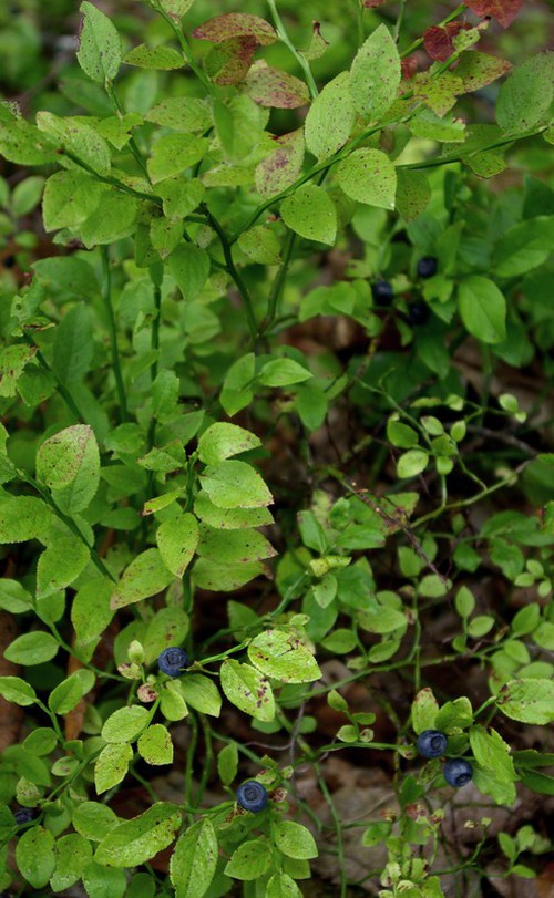 feuille