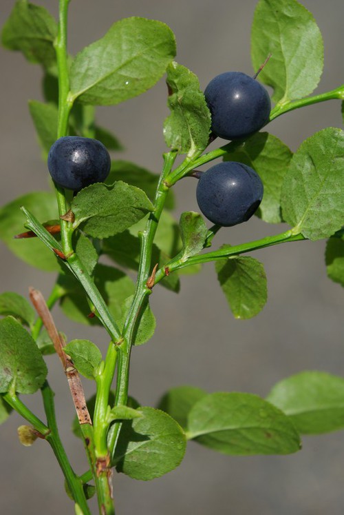 fruit