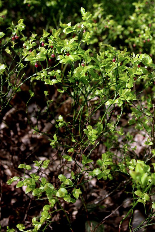 Plante entière