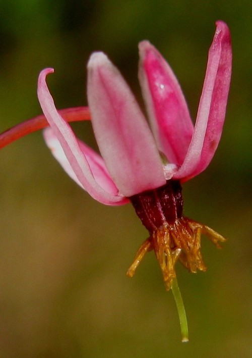 fleur