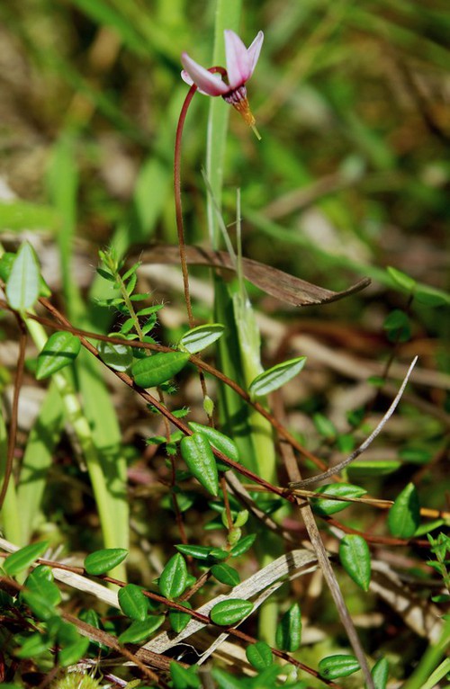 Plante entière