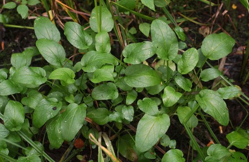 feuille basale