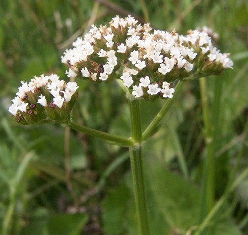 inflorescence