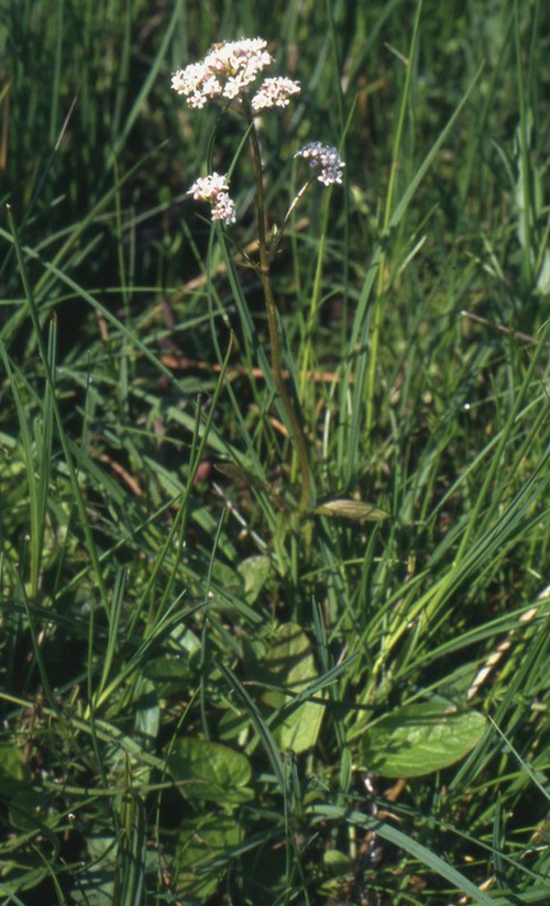 Plante entière