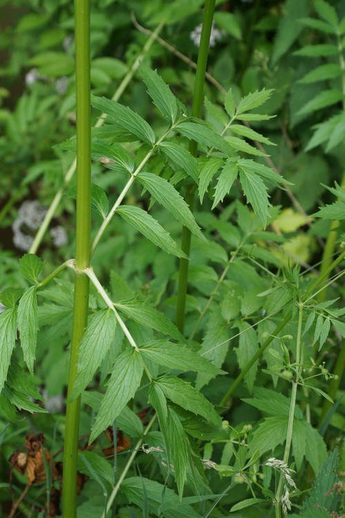 feuille