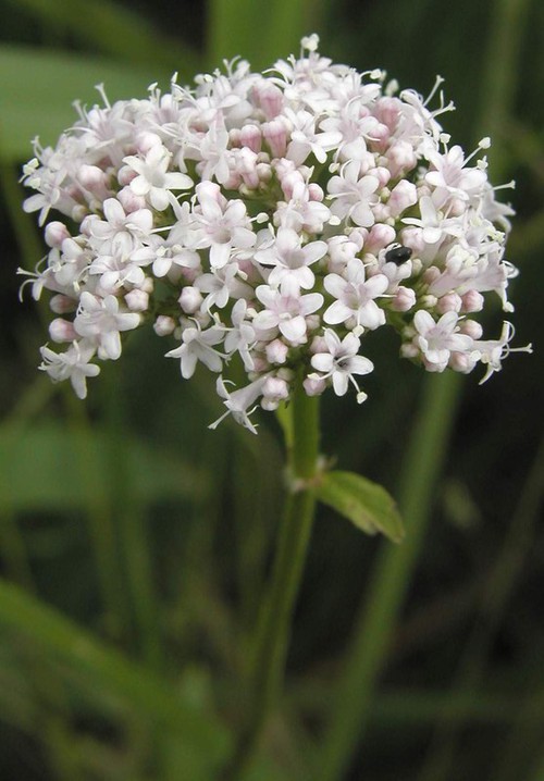 inflorescence