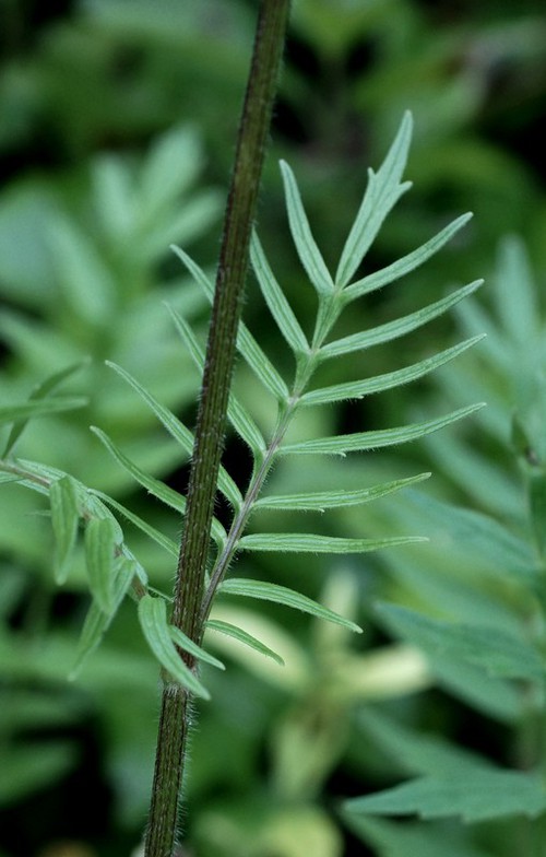 feuille