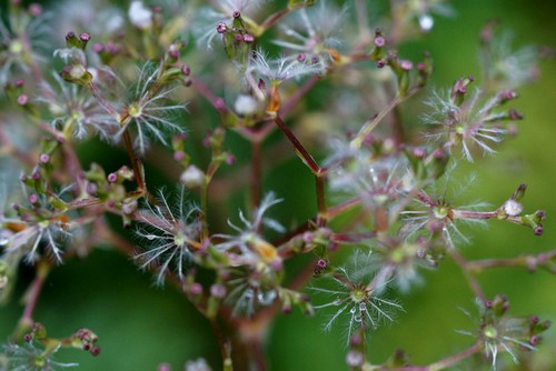 fruit