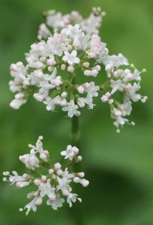 inflorescence