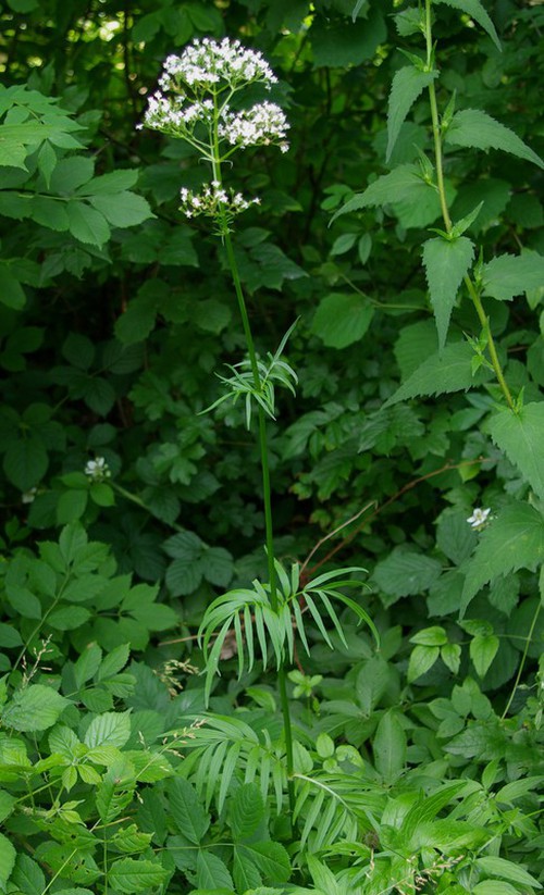 Plante entière