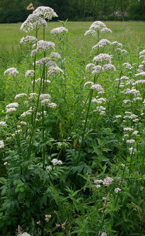 Plante entière