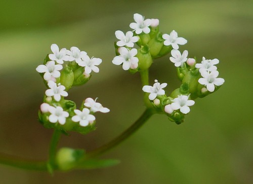 détail fleur