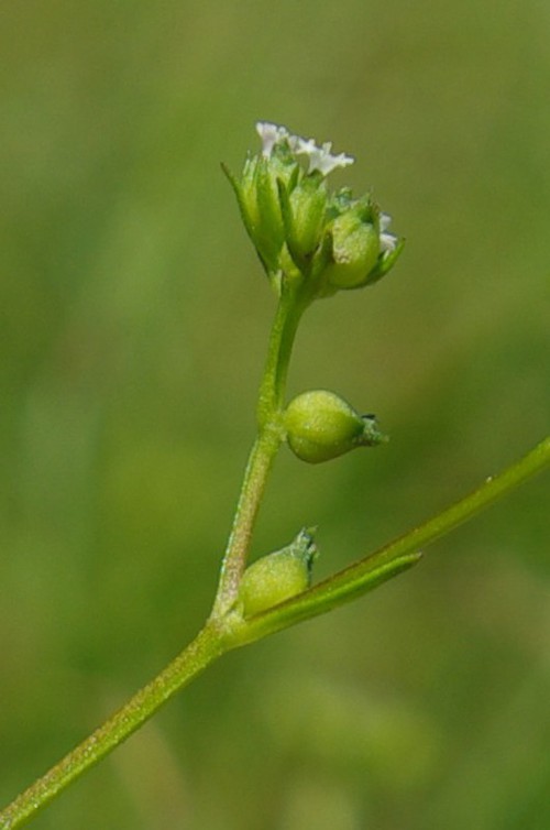 fruit