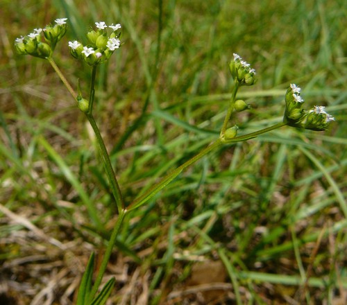 inflorescence