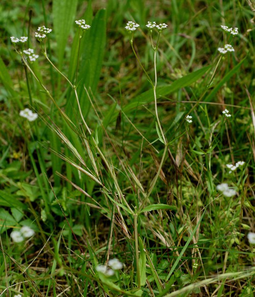 Plante entière