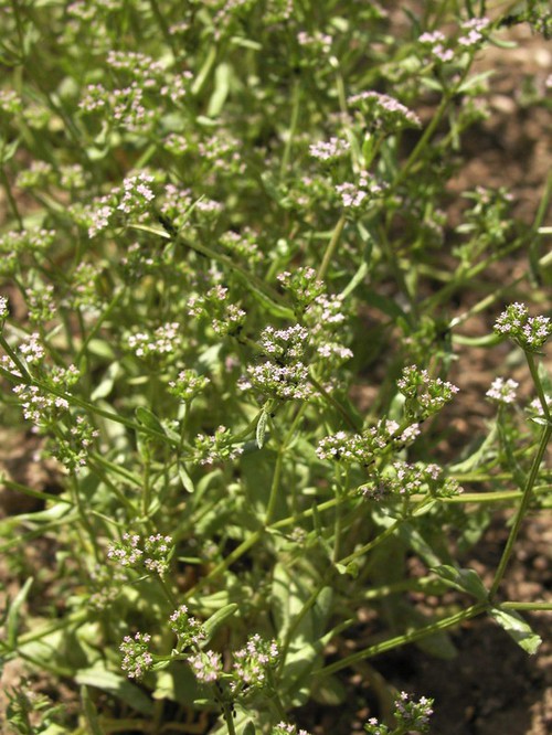 Plante entière