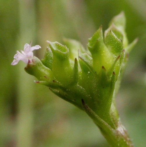 fruit