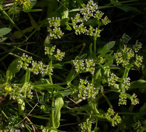 inflorescence
