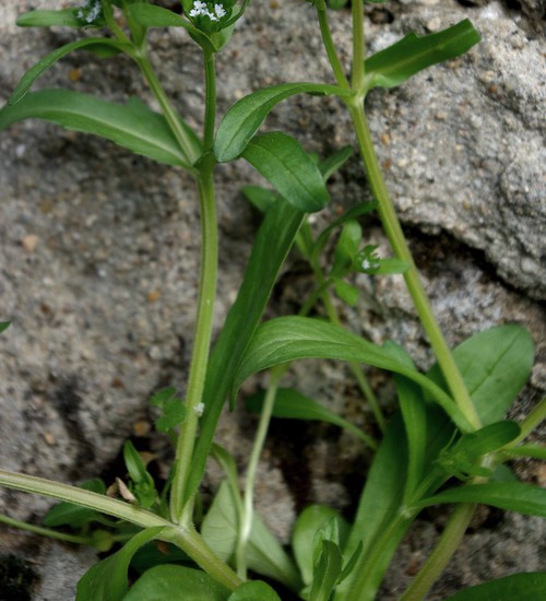 feuille