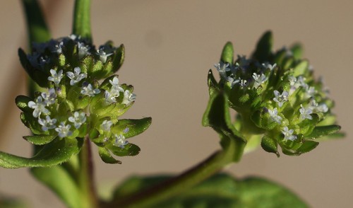 inflorescence