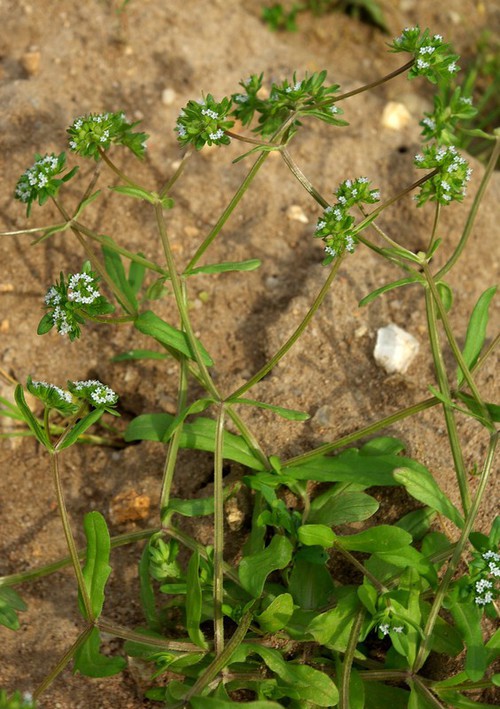 Plante entière