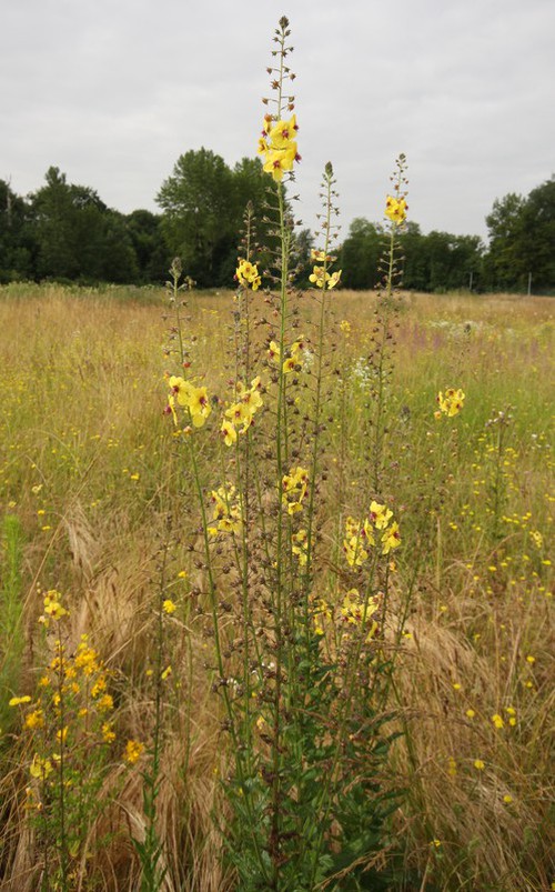 Plante entière