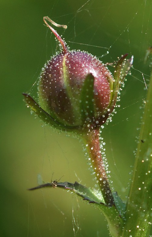 détail fruit