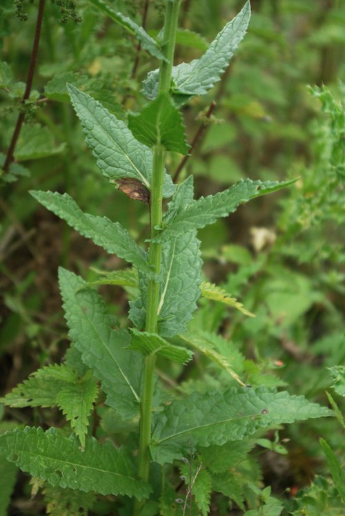 feuille