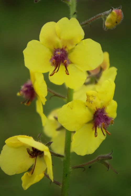 fleur