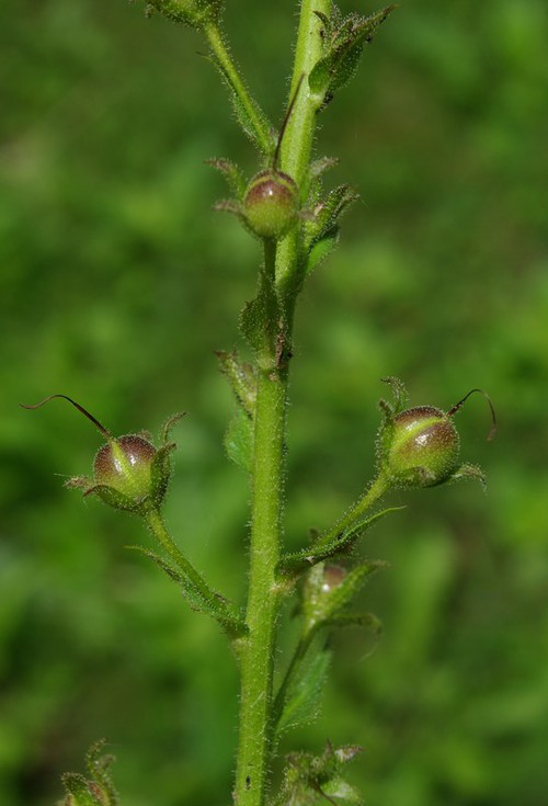 fruit