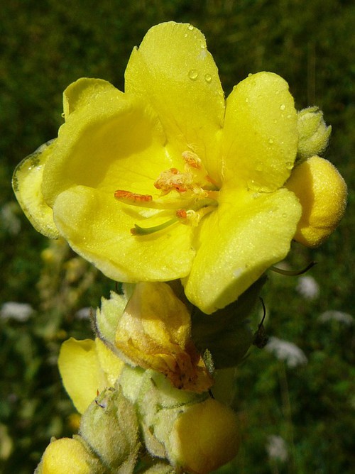 fleur
