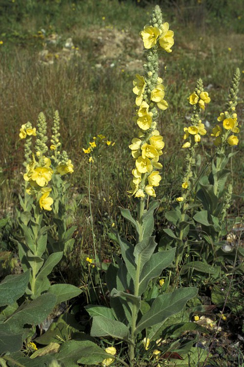 Plante entière