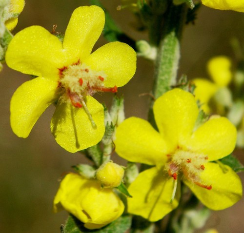 détail fleur