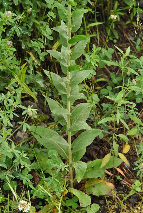 feuille