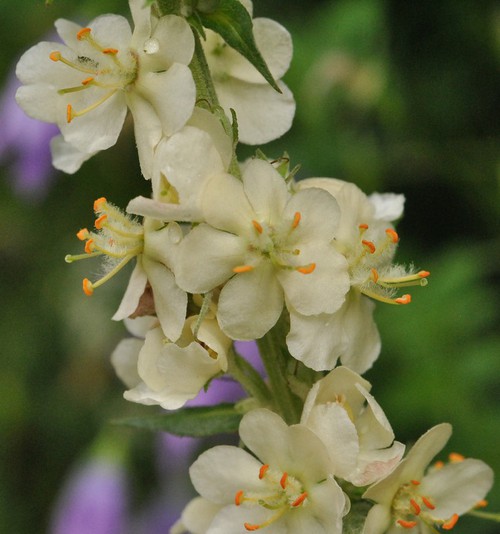fleur