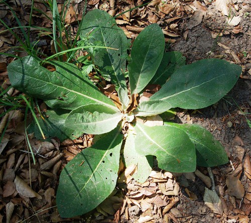 feuille basale