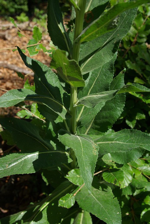 feuille caulinaire