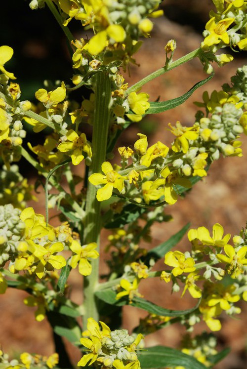 inflorescence