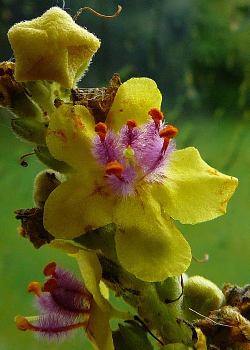 détail fleur
