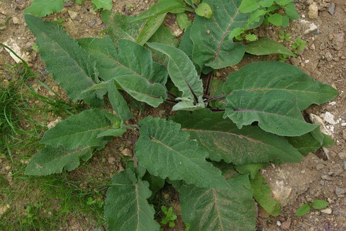 feuille basale