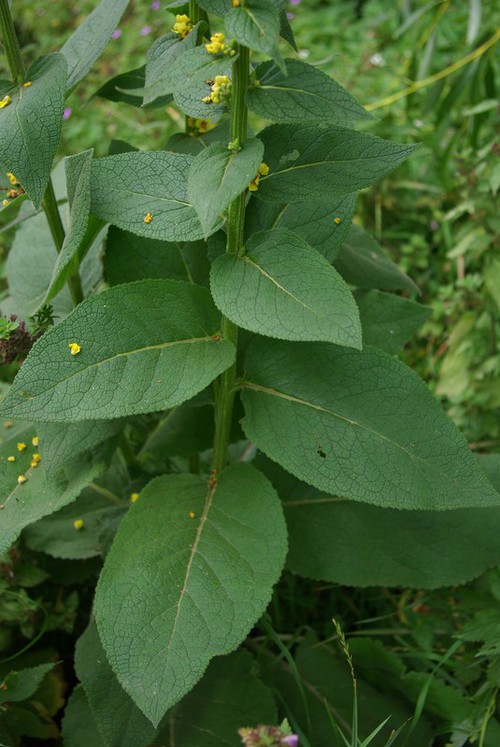 feuille caulinaire