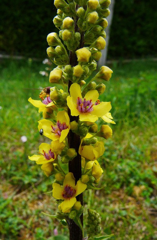 inflorescence