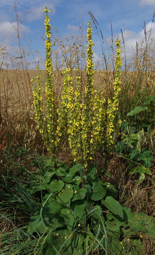 Plante entière