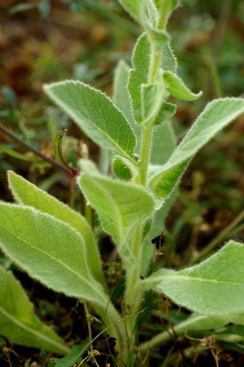 feuille