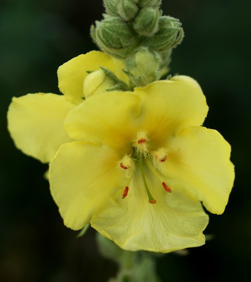fleur